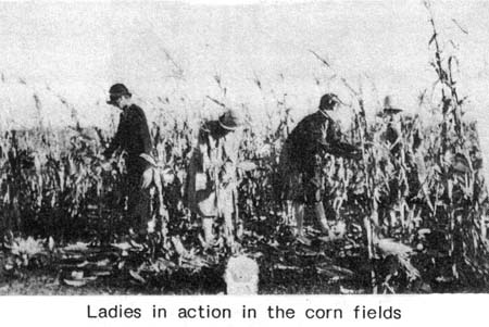corn_fields