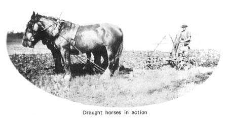 draught_horses