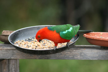 King Parrot1