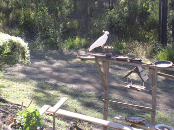 Cockatoo