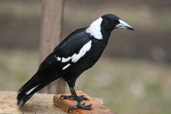 Magpie1