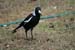 Magpie