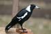 Magpie1