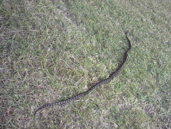 carpet_snake